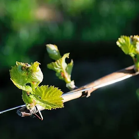 Weingut Winzerzimmer Rothschadl * Leutschach
