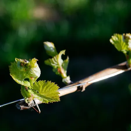 מלון Weingut Winzerzimmer Rothschaedl *