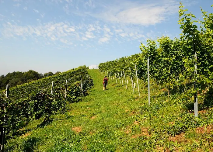 Weingut Winzerzimmer Rothschaedl Leutschach