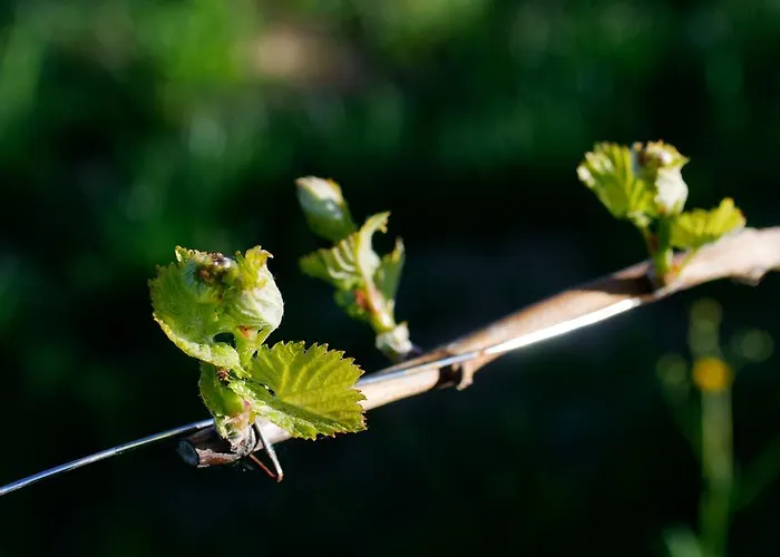 Hotel Weingut Winzerzimmer Rothschaedl *